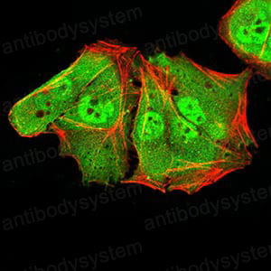 Валидация IF - AntibodySystem RHF92801