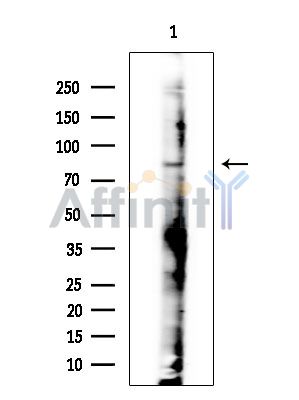 Валидация Affinity DF14181 - 9991