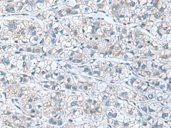 Валидация Elabscience E-AB-52152