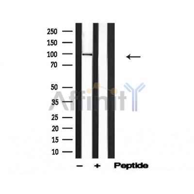Валидация Affinity AF4691 - 2307