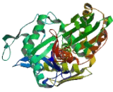 Hypoxia Up Regulated 1 (HYOU1)