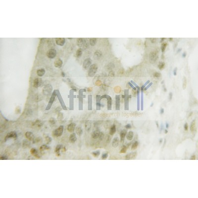 Валидация Affinity AF6031 - 3231