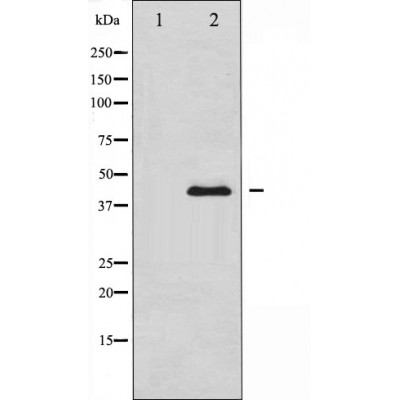 Валидация Affinity AF5176 - 2599