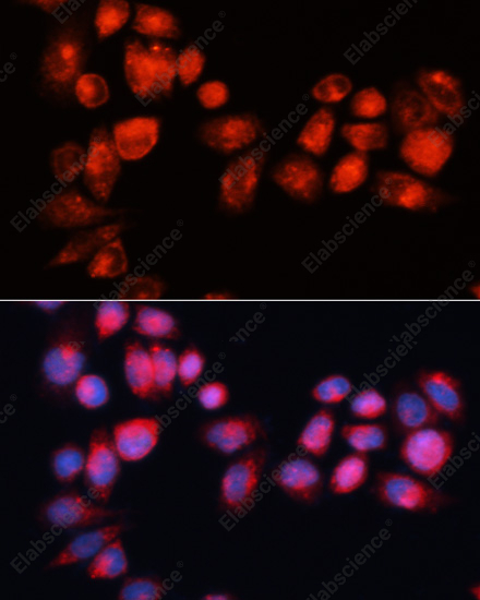 Иммунофлуоресценция, ABCB7, клетки HeLa