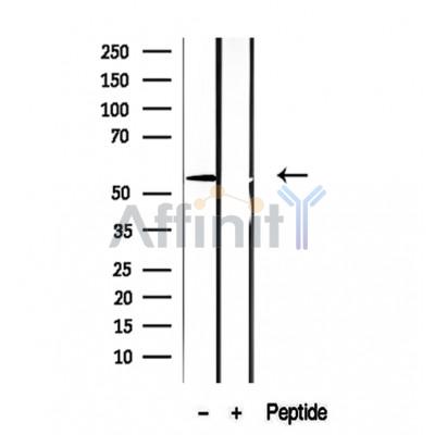 Валидация Affinity DF12248 - 6565