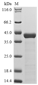 SDS-PAGE