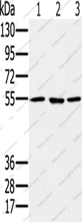 Вестерн-блоттинг, PSMC1, клетки A549, HeLa и NIH/3T3