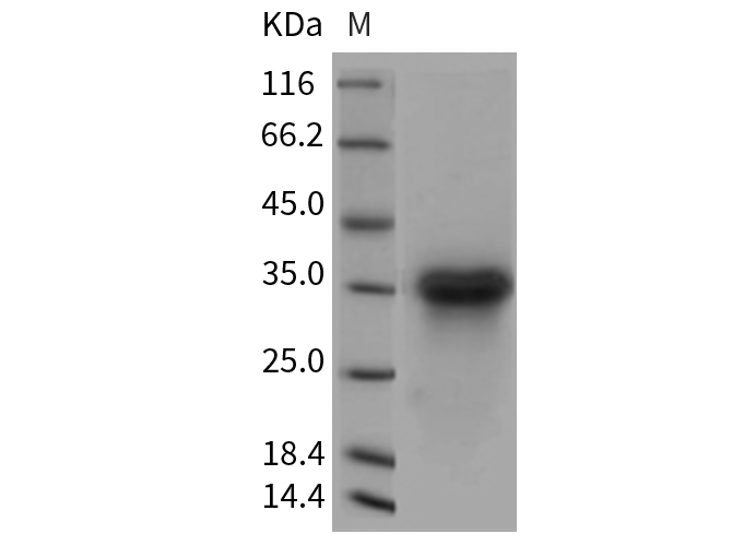 Валидация Elabscience PKSR030340(5681)