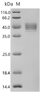 SDS-PAGE