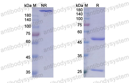 Валидация SDS-PAGE - AntibodySystem DHH02225
