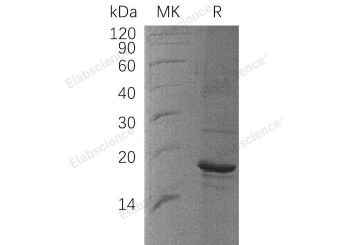 Валидация Elabscience PKSH033231(3575)