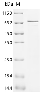 SDS-PAGE