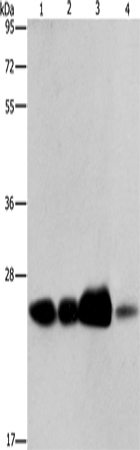 Валидация Elabscience E-AB-12991