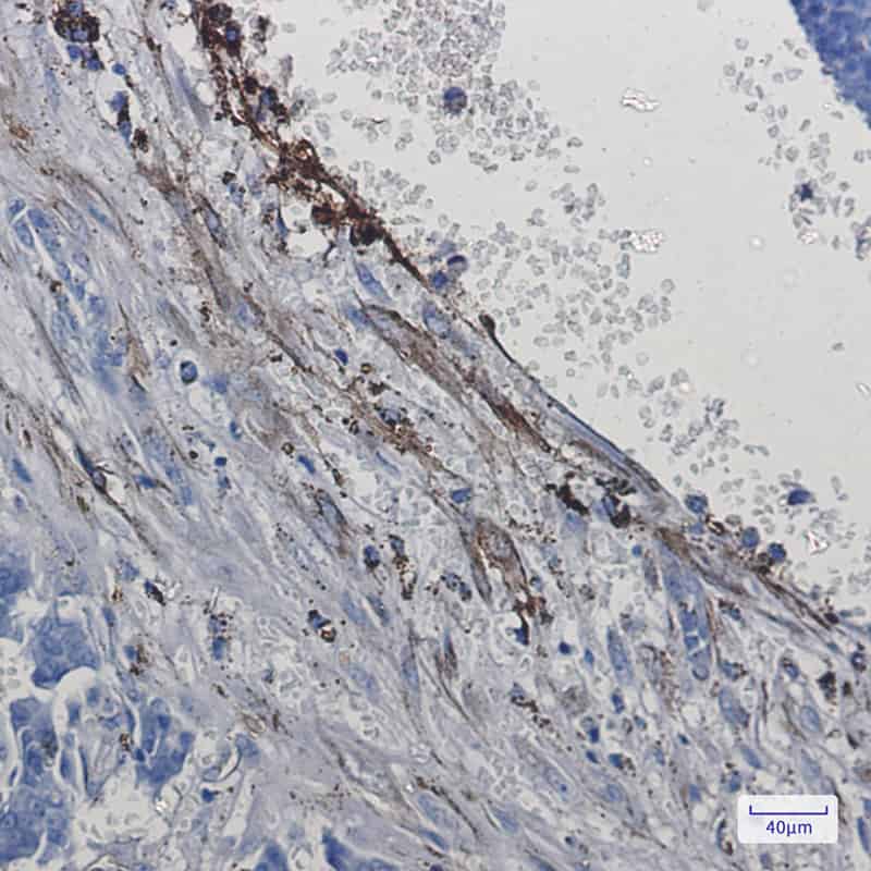 Валидация Elabscience E-AB-81573