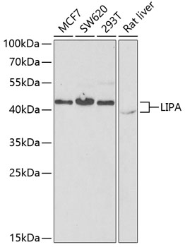Валидация Elabscience E-AB-62817