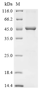SDS-PAGE