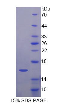 57613