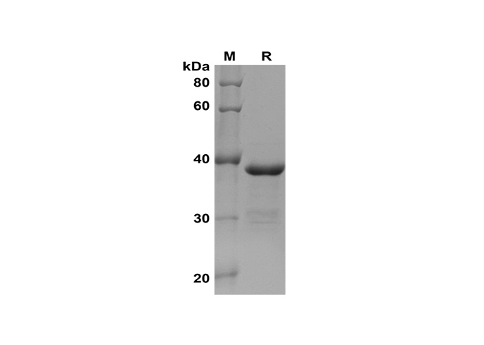 Валидация Elabscience PDEH100635(147)
