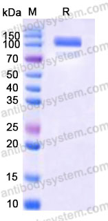EHA84501, SDS-PAGE
