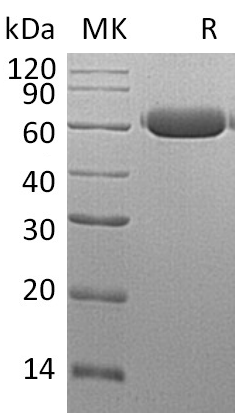 Валидация Elabscience PKSM041191(5098)