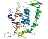 Vomeronasal 1 Receptor 3 (VN1R3) Vomeronasal 1 Receptor 3 (VN1R3)