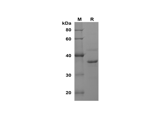 Валидация Elabscience PDEM100191(540)