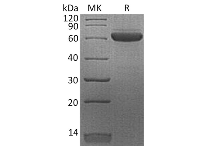 Валидация Elabscience PKSH033686(3967)