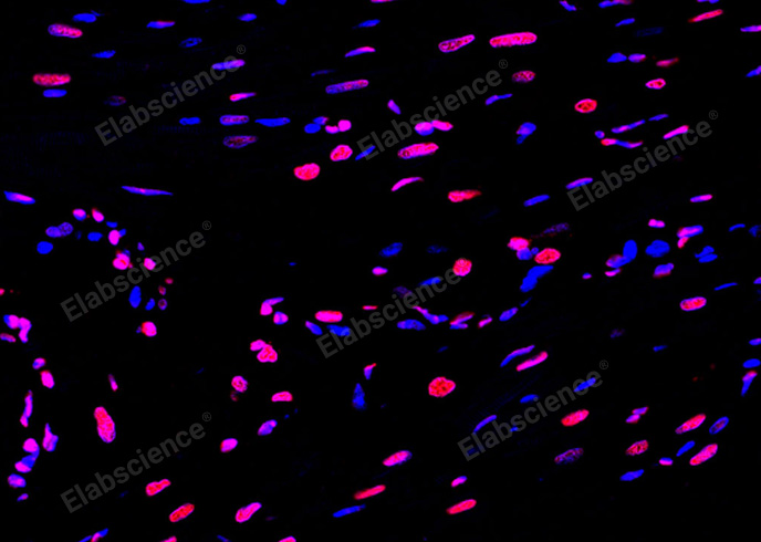 Валидация Elabscience E-CK-A325 - 105