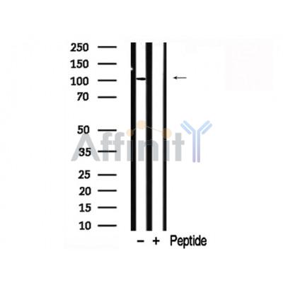 Валидация Affinity AF7795 - 4511
