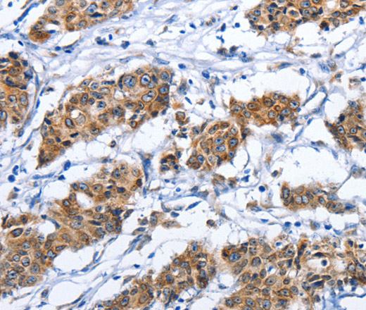 Валидация Elabscience E-AB-11041