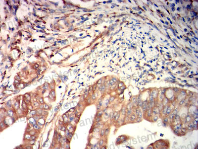 Валидация AntibodySystem RHG17901 (2883)