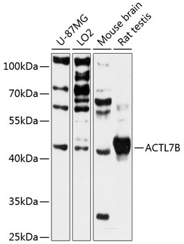Валидация Elabscience E-AB-90586