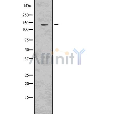 Валидация Affinity DF7556 - 19303