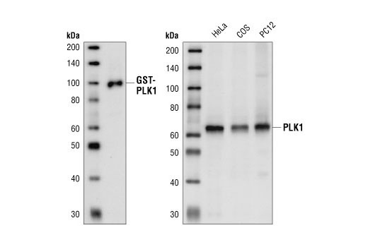 Валидация AssayVector ARM1453(1326)