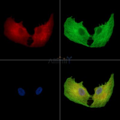 Валидация Affinity DF14984 - 11189