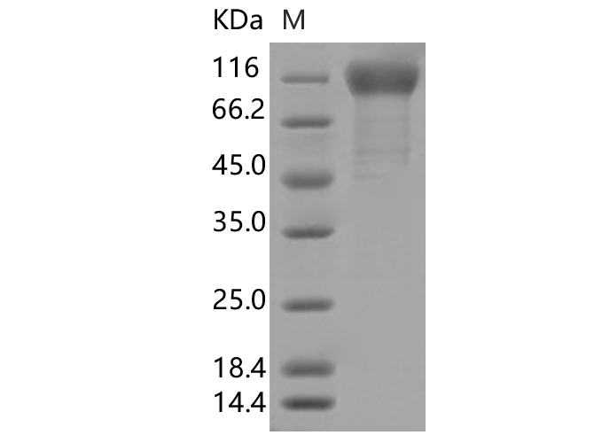 Валидация Elabscience PKSV030397(6133)