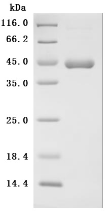 SDS-PAGE