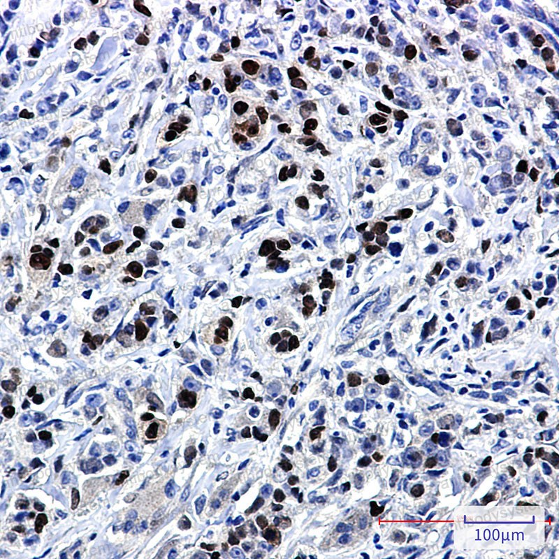 Валидация AntibodySystem RHE57601