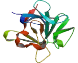 Fibroblast Growth Factor 10 (FGF10) Fibroblast Growth Factor 10 (FGF10)