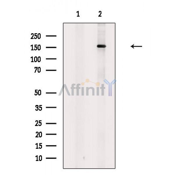 Валидация Affinity DF3173 - 13977