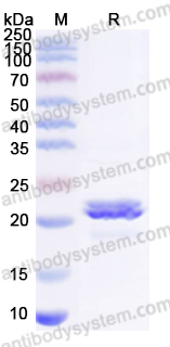 Валидация AntibodySystem YXX24401