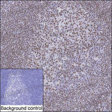 Валидация AntibodySystem RHF96501