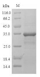 SDS-PAGE