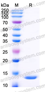YHF13402, SDS-PAGE