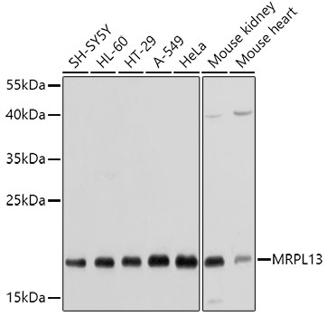 Валидация Elabscience E-AB-62426