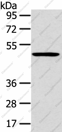 Вестерн-блоттинг, HTRA1, клетки 231