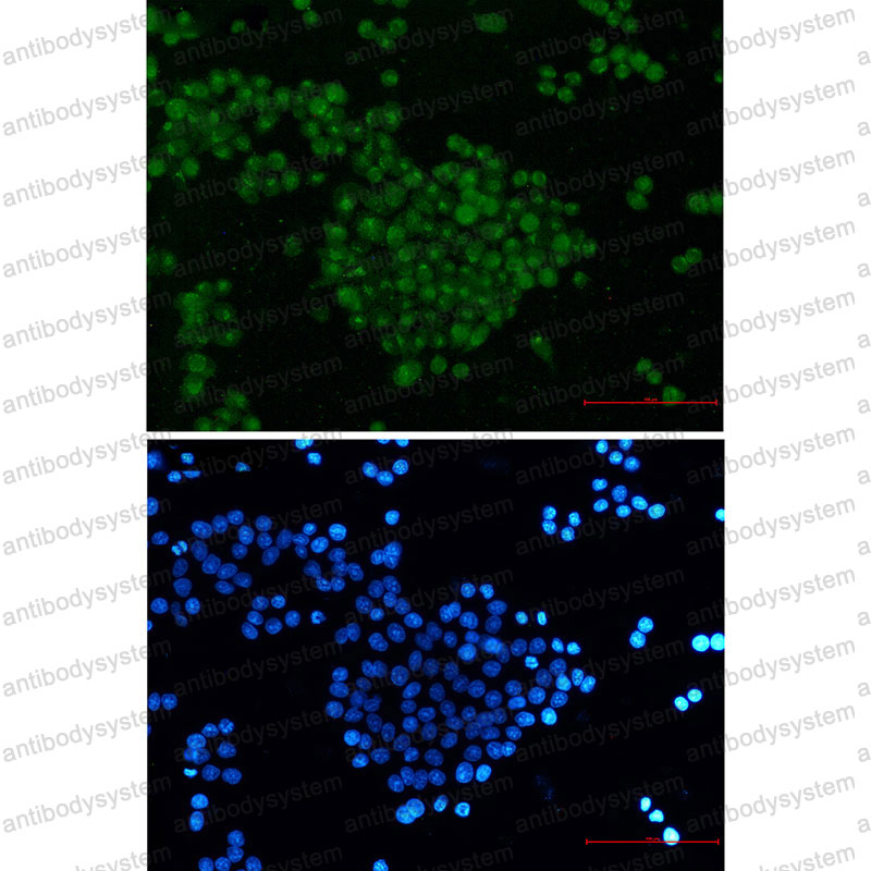 Валидация IF - AntibodySystem RHG47901