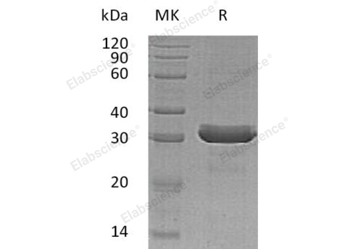 Валидация Elabscience PKSH032519(2978)