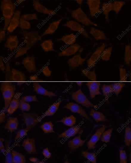 Иммунофлуоресценция, OXSR1, клетки L929
