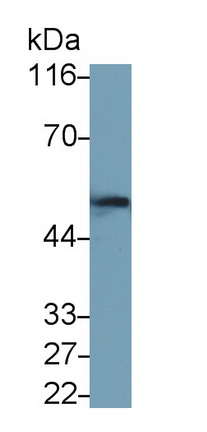 26083